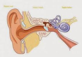 Bagian-bagian Telinga dan Fungsinya