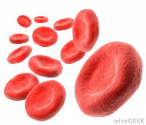 Struktur dan Fungsi Jaringan Darah