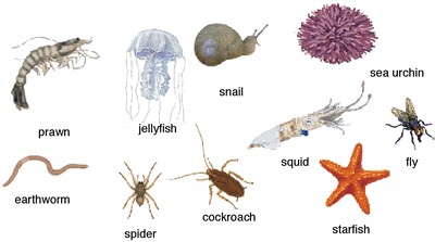 klasifikasi hewan invertebrata