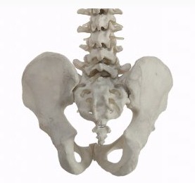 saraf tulang belakang