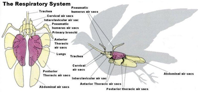 sistem pernafasan pada burung