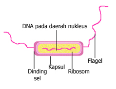 struktur DNA bakteri