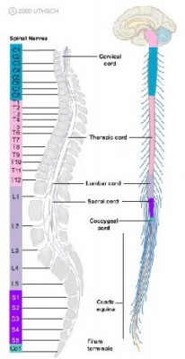 31 pasang saraf spinal