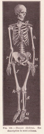 Bones skeleton