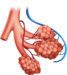 Fungsi dan Struktur Alveoli