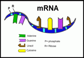 Pengertian mRNA