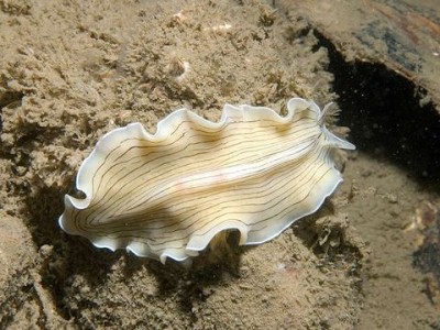 Platyhelminthes 
