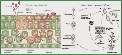 Siklus Hidup Phytophthora 