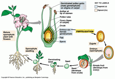 Siklus hidup angiosperma