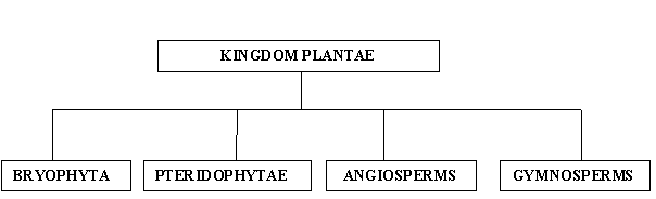 klasifikasi kingdom plantae