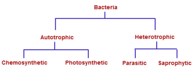klasifikasi bacteria