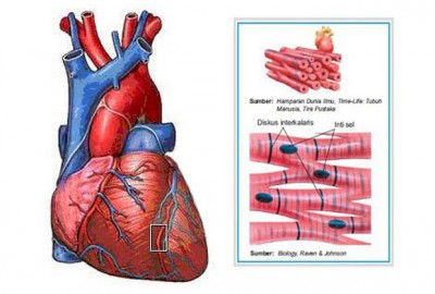 Otot jantung