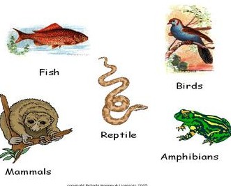 klasifikasi hewan vertebrata