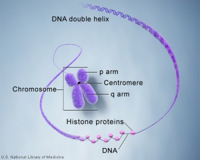kromosom