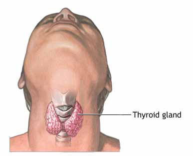 letak kelenjar tiroid