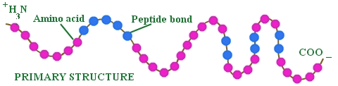 Struktur primer Protein