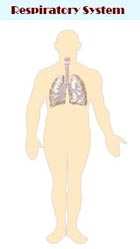 Sistem pernafasan