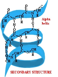 Struktur Sekunder Protein