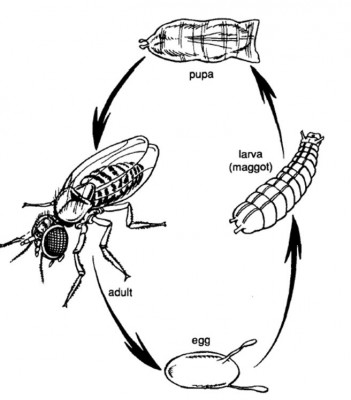 siklus hidup serangga