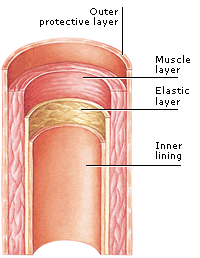 struktur arteri
