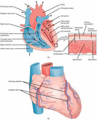 struktur jantung 1