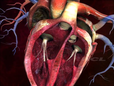 struktur jantung