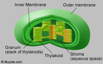 struktur kloroplas