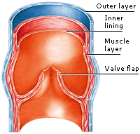 struktur vena
