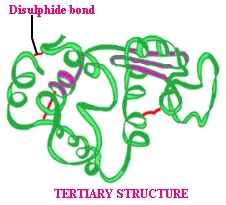 Struktur Tersier Protein