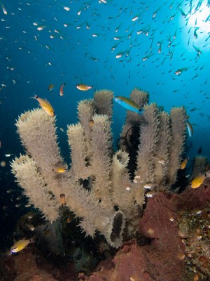 terumbu karang laut