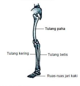 tulang kaki