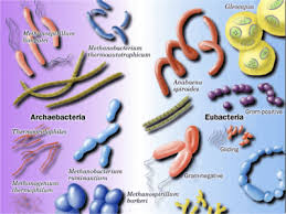 Ciri-ciri Archaebacteria dan Eubacteria