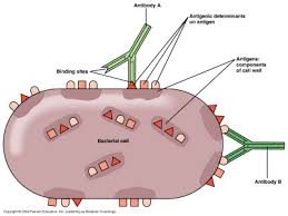 Pengertian Antigen dan Fungsinya