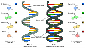 Pengertian DNA dan RNA