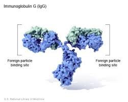 Pengertian Imunoglobulin dan Fungsinya