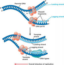 Pengertian Replikasi DNA