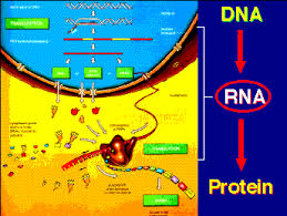 Pengertian Sintesis Protein