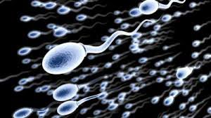 Pengertian Sperma