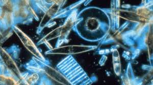 Perbedaan Diatom dan Dinoflagellata