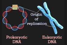 Perbedaan Replikasi DNA Prokariotik dan Eukariotik