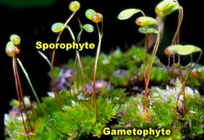 gametofit dan sporofit tumbuhan lumut