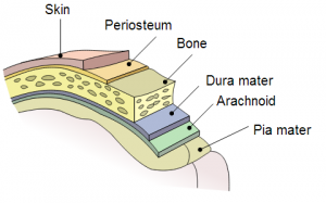 jaringan periosteum