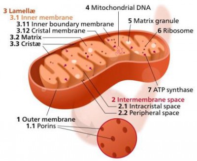 mitochondria_diagram