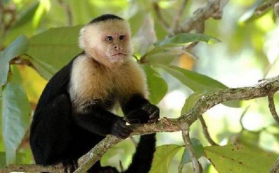 monyet capuchin