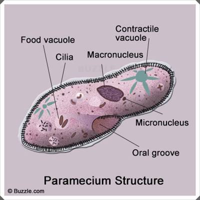 Struktur paramecium