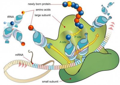 protein pada ribosom