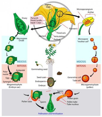 siklus hidup dan struktur bunga