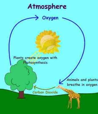 siklus oksigen