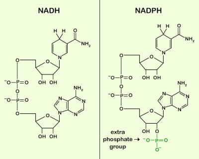 struktur molekul NADH dan NADPH