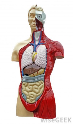 struktur tubuh manusia